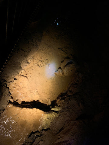 cave crayfish inside binkley cave system within indiana caverns