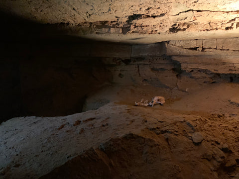 prehistoric bear skull inside binkley cave system within indiana caverns