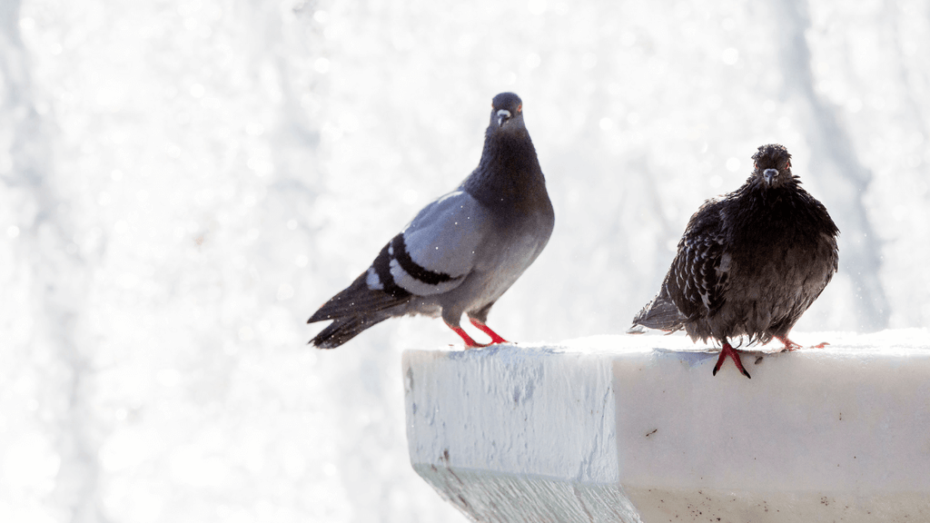 Plume de pigeon signification