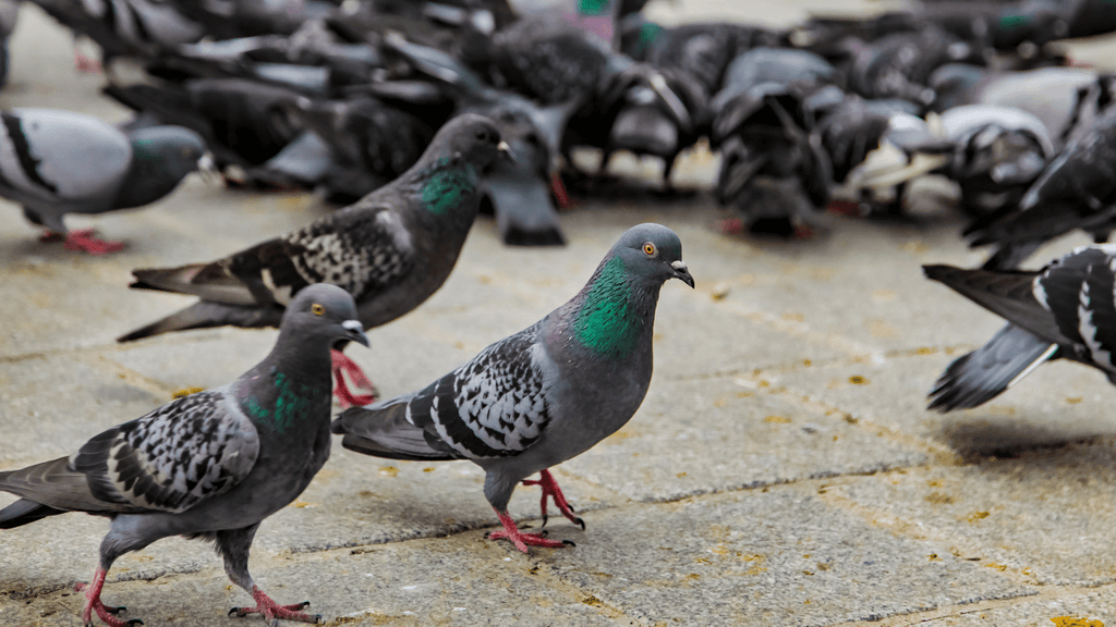 Plume de pigeon signification