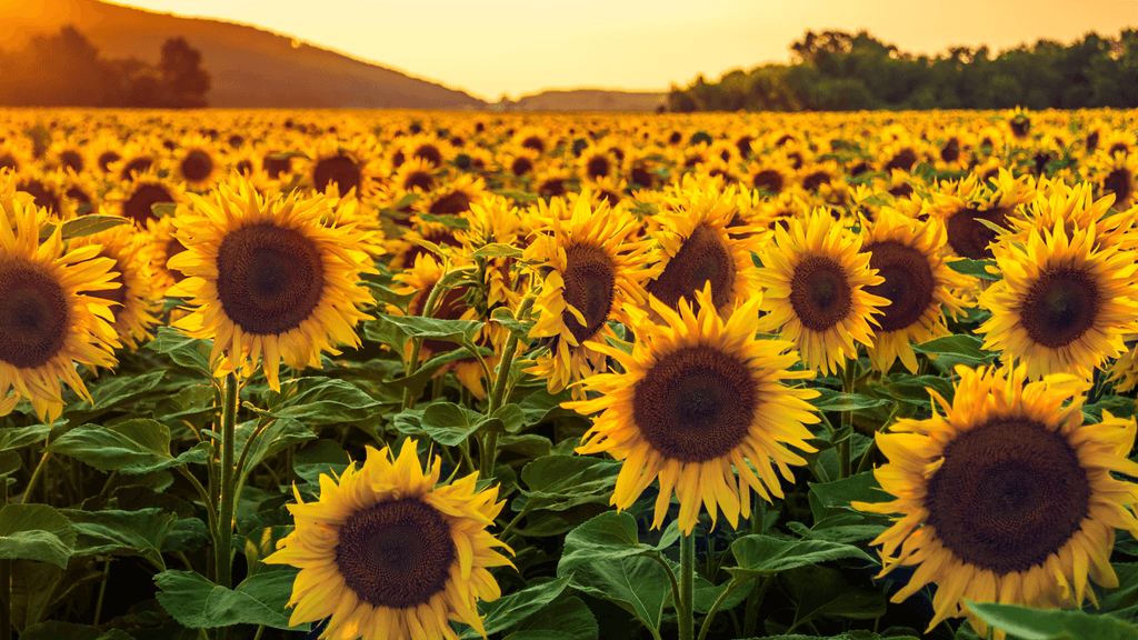 Quelle est la signification du Tournesol?