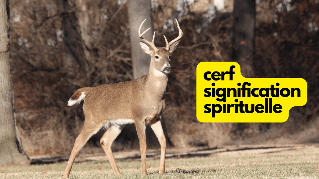 Quelle est la signification spirituelle du cerf?