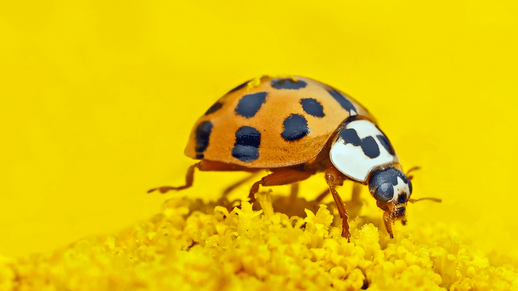 Coccinelle signification