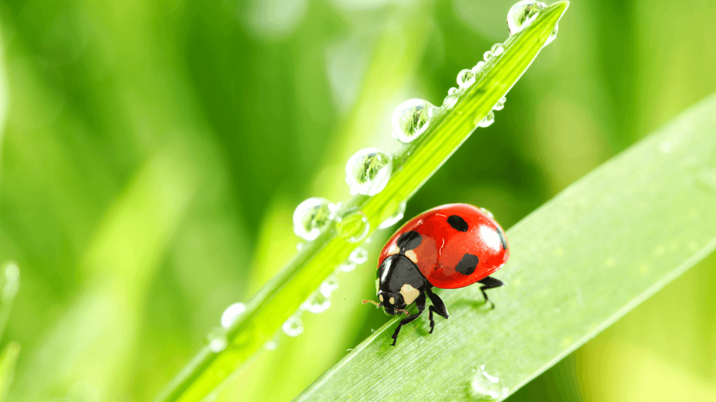 coccinelle signification