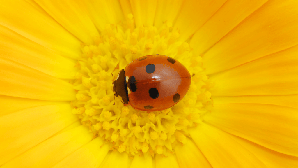 Coccinelle signification