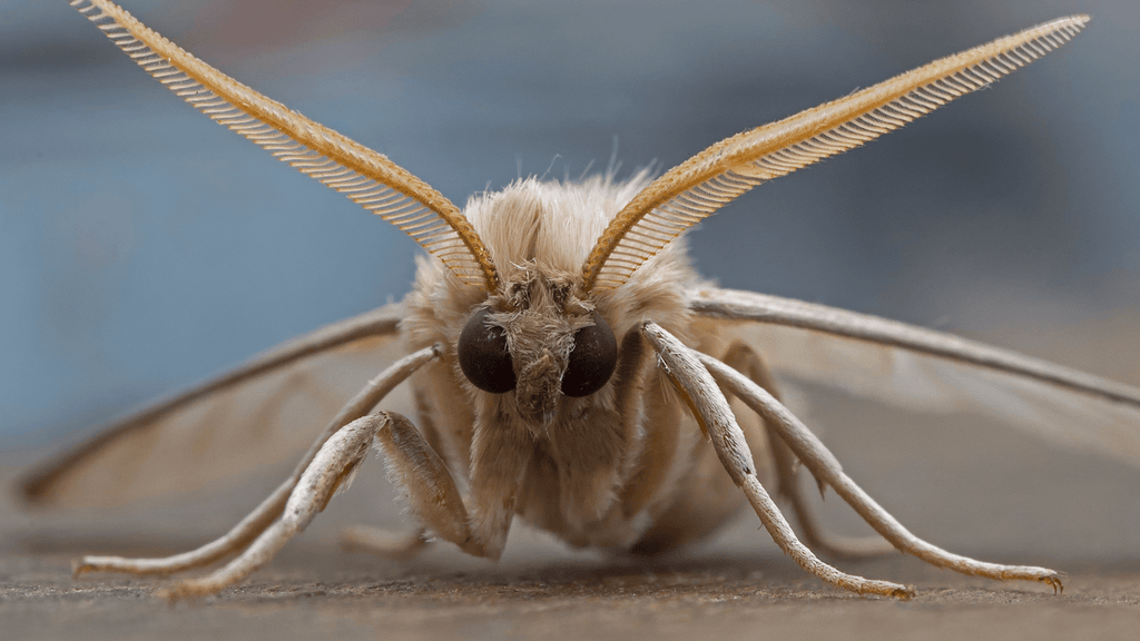 Cuisine - Pratique. Quatre conseils pour vous débarrasser des mites  alimentaires !