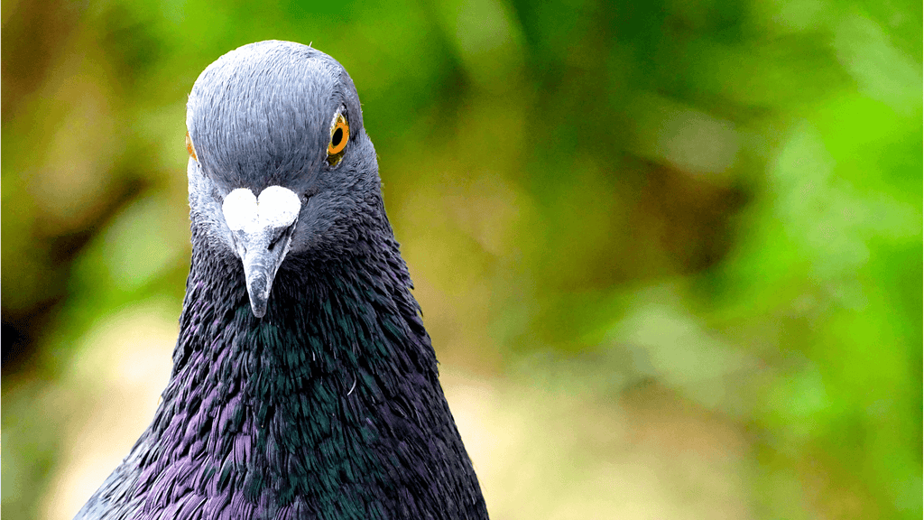 Pigeon signification spirituelle