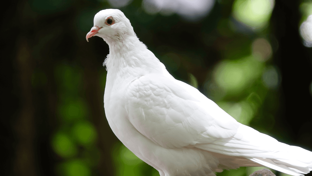 Pigeon signification spirituelle