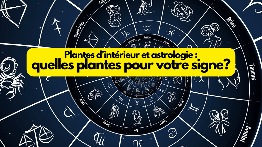 Plantes d'intérieur et astrologie : quelles plantes pour votre signe?