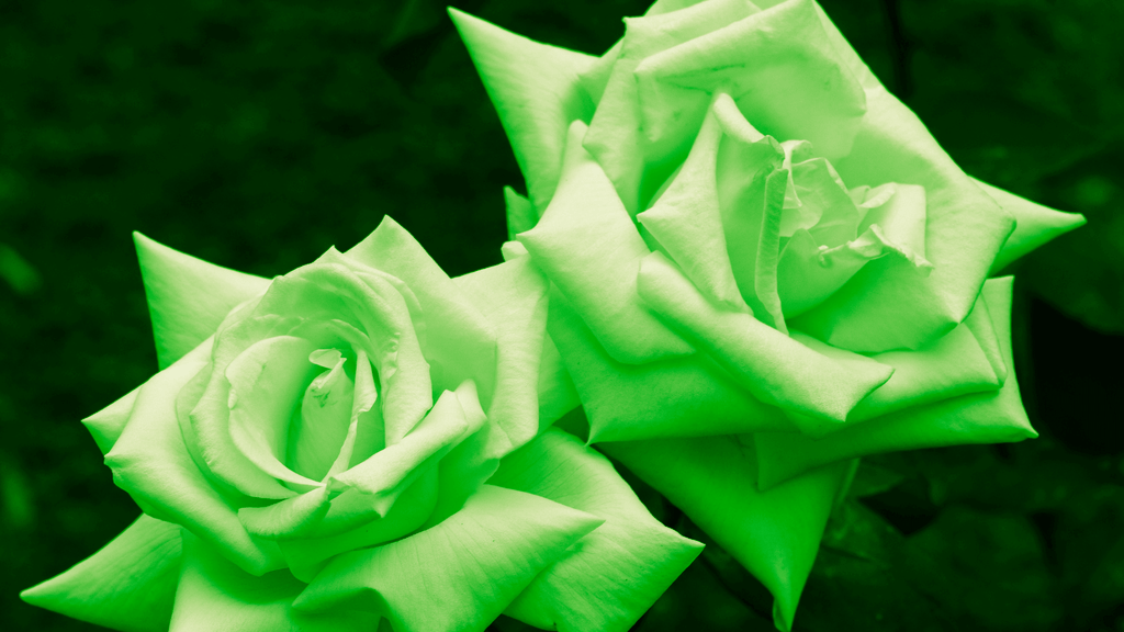rose verte signification