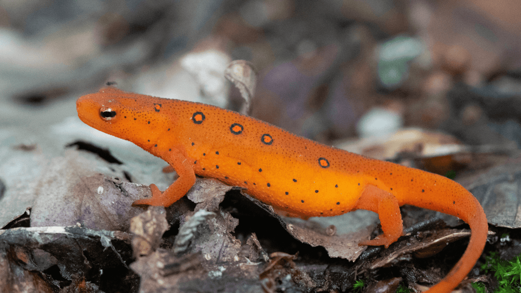 Salamandre dans la maison signification