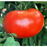 Better Boy Tomato Plant – Two Plants – World Record Holder!