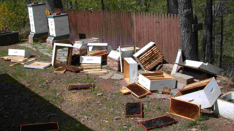 Honey beehive damage from bears without electric fence