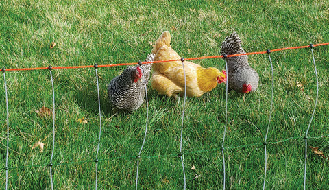 Solar Chicken / Poultry Electric Netting Fence Starter Kit / All