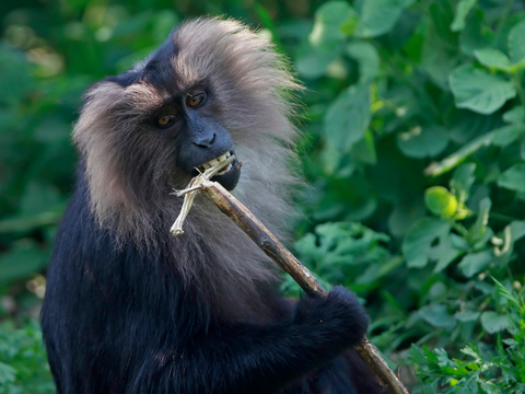 The lion-tailed macaque