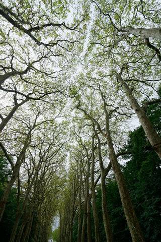 Loire-Bäume