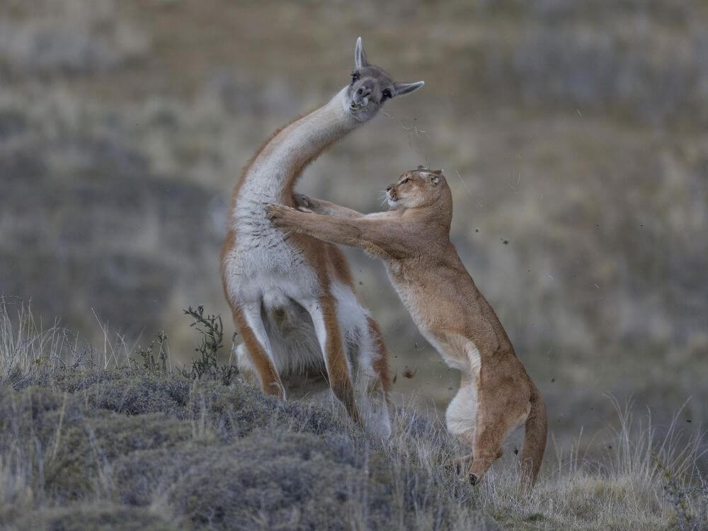 Wildlife Photographer of the Year