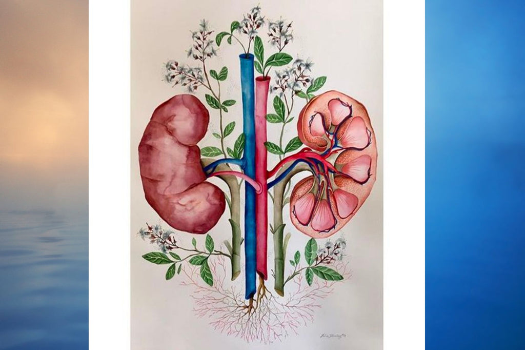 The Kidneys and the Urinary Bladder in Winter