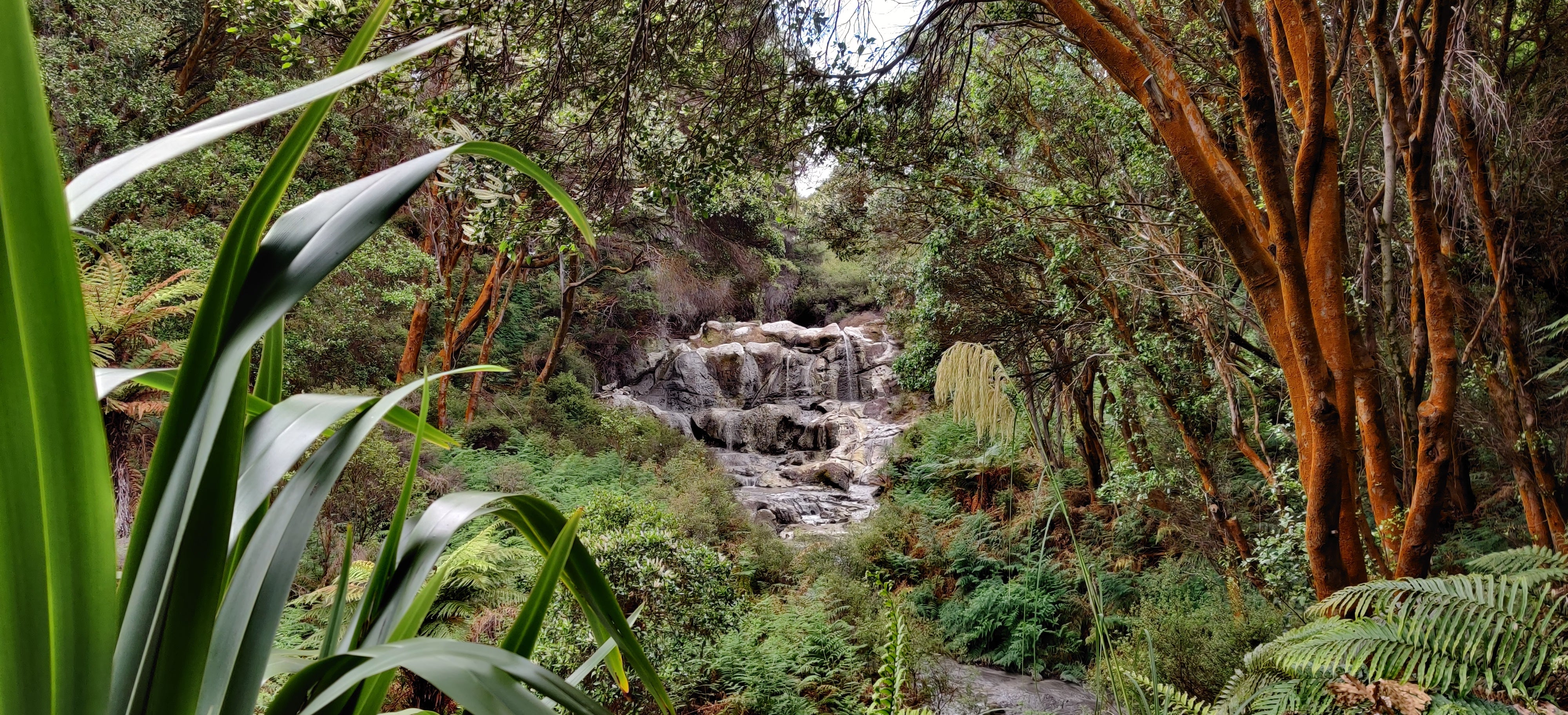 Tropical Forest in geothermal area