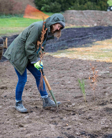 Digging a hole to plant a sapling