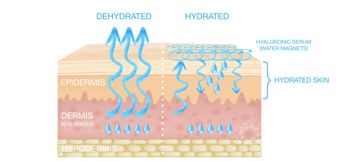 Hydrated skin and dehydrated skin illustration