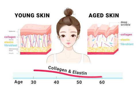 collagen and elasticity of skin layers