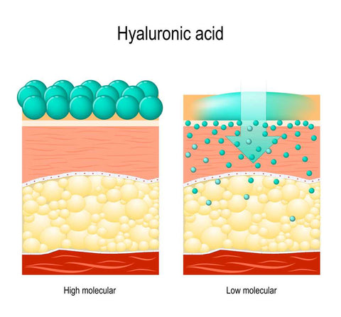 Hyaluronic Acid Serum effect on skin layers