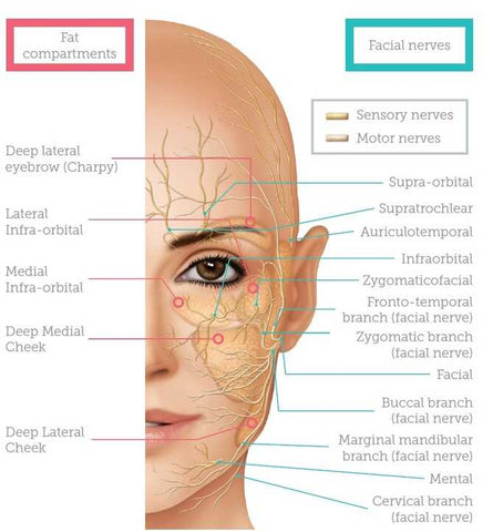 infraorbital skin areas