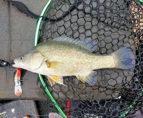 Lake Eildon Golden Perch