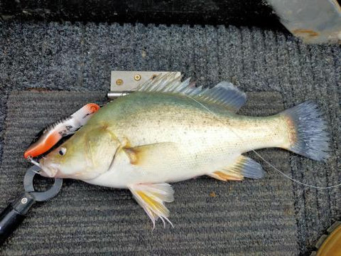 Golden perch on a Drop Bear Lure