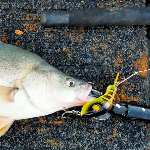 Yellowbelly on Paddy Flipped