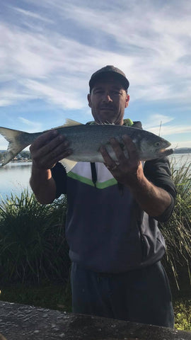 Tailor caught in Lake Macquarie on Cowboy size #2