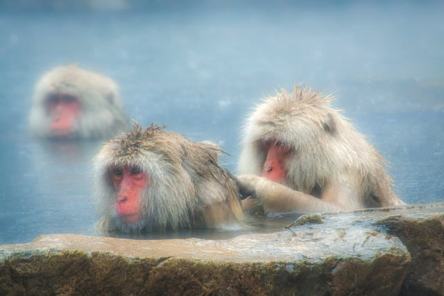 Welcome to Jigokudani Monkey Park, home to Japan's famous snow monkeys.