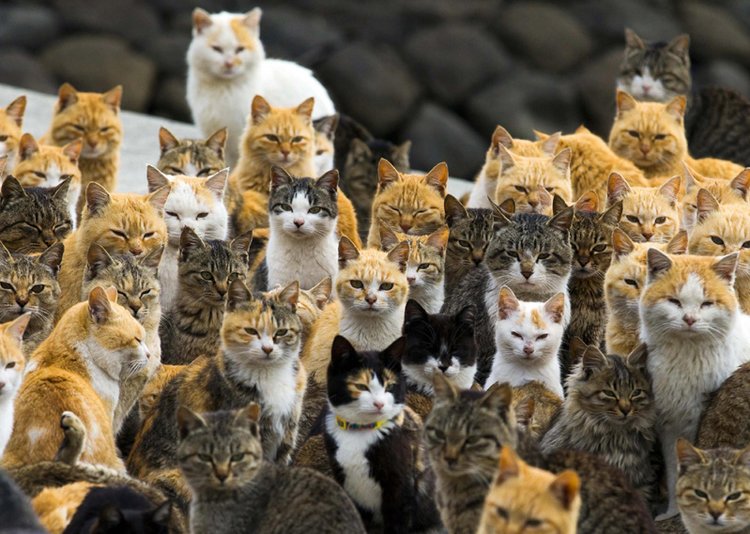 Tashirojima isn't just any ordinary island – it's a haven for cats of all shapes and sizes!