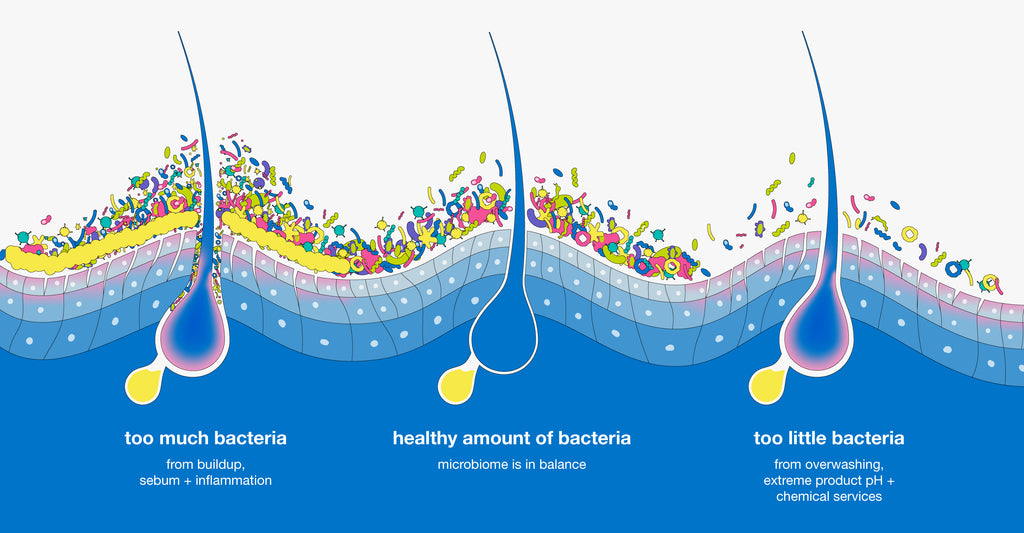 The microbes in turn supply essential vitamins and amino acids to the scalp cells to support healthy hair growth.