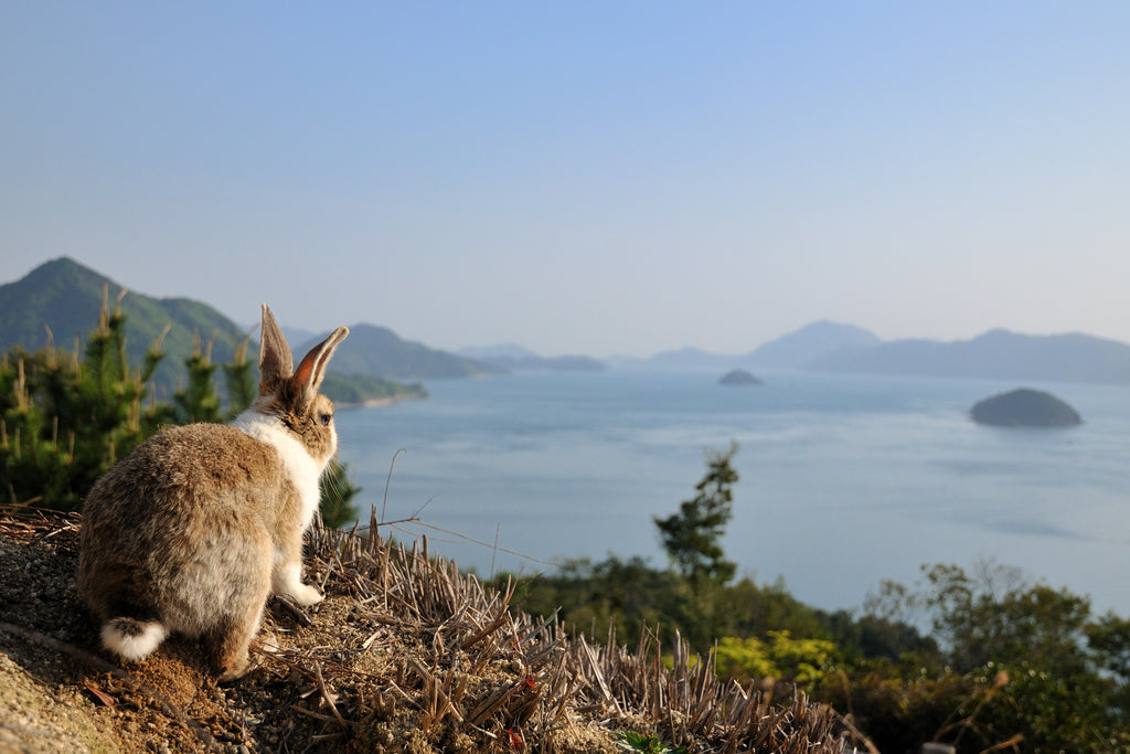 Prepare to embark on a magical journey to Okunoshima, affectionately known as Rabbit Island, nestled in the tranquil waters of Hiroshima Prefecture.