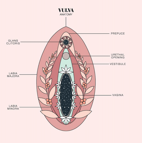Duvet Days vulva anatomy