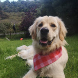 Leo wearing cheerful red check dog bandana