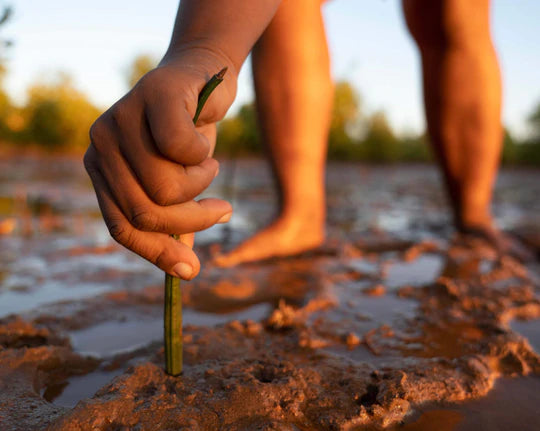 Planting a Tree program