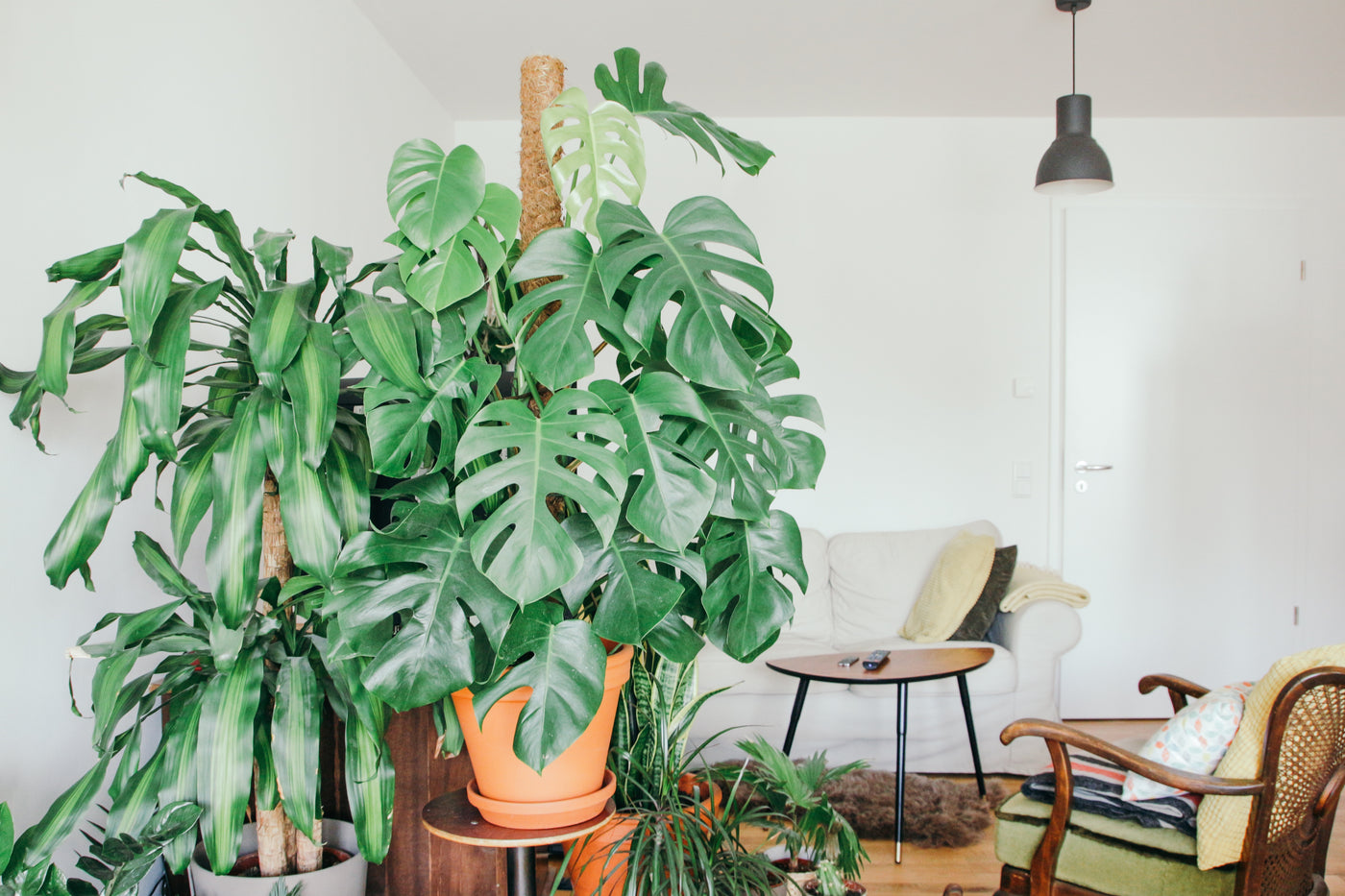Bringing Your Houseplants Indoors