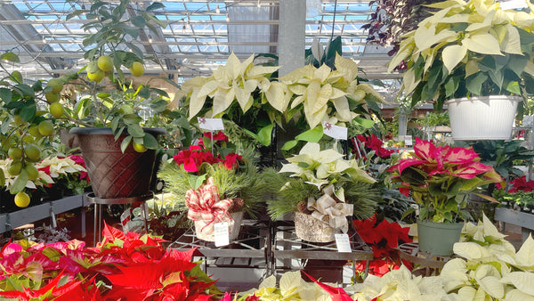 Poinsettias in a greenhouse