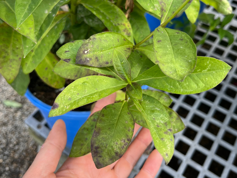 Phlox paniculata foliage affected with black spot