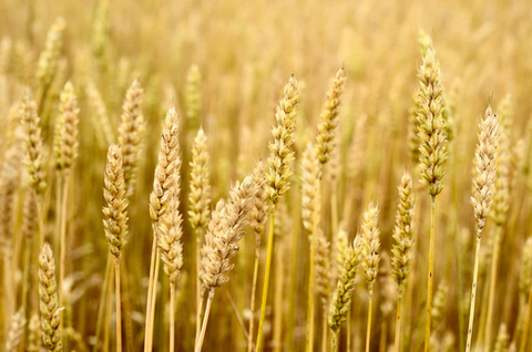 Nahaufnahme eines Weizenfeldes mit reifen Weizenähren, die im Licht golden schimmern. Die Ähren sind dicht an dicht gereiht und füllen das gesamte Bild aus.