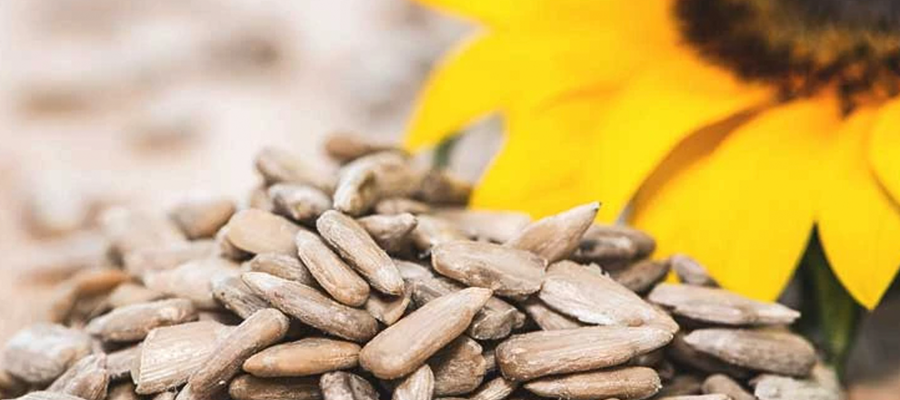 Benefits of sunflower seeds