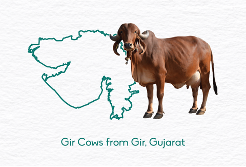 Gir cows from Gujarat