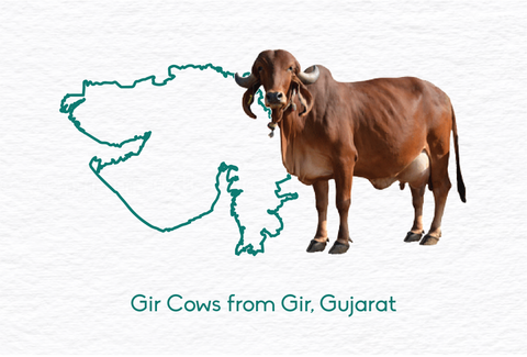 gir cows from gujarat