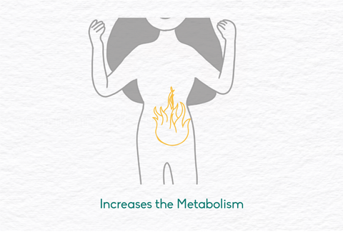 Ghee increases the metabolism