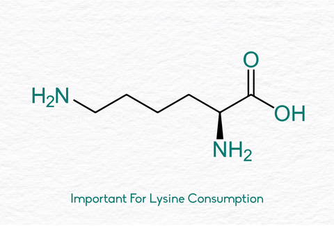 ghee is important for lysine consumption