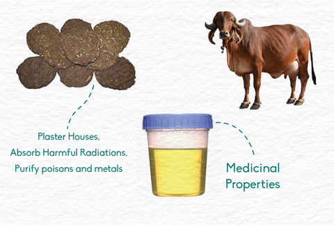 benefits of cow dung and cow urine