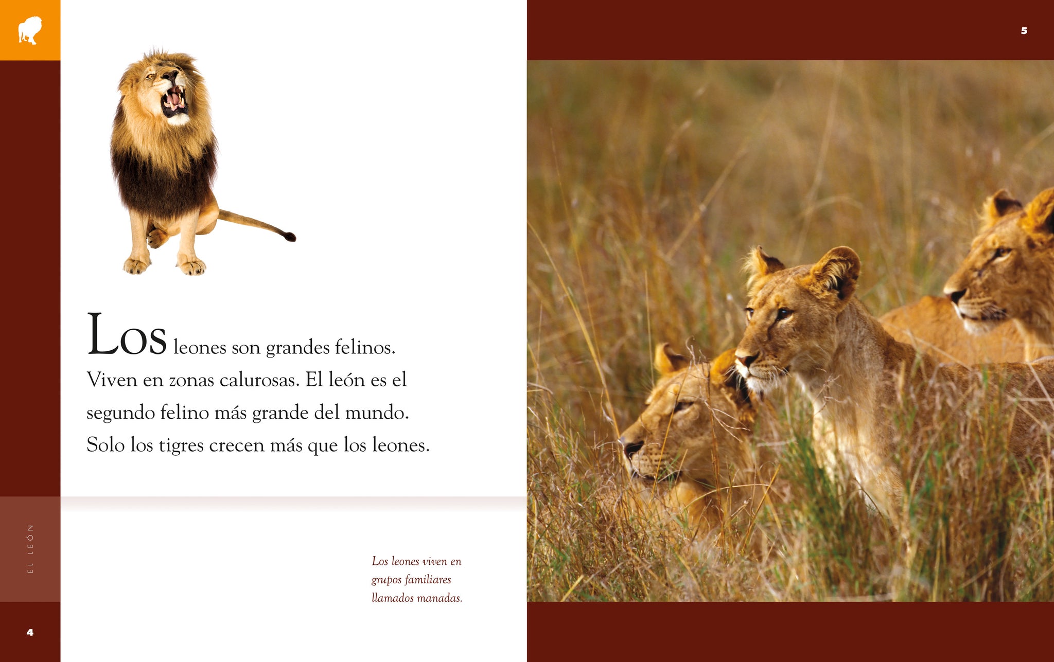 Planeta animal - New Edition: El león – The Creative Company Shop